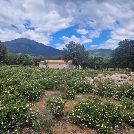 Domaine U Filanciu - Maison Chiara Avec Piscine - Centre Corse Moltifao Exterior foto